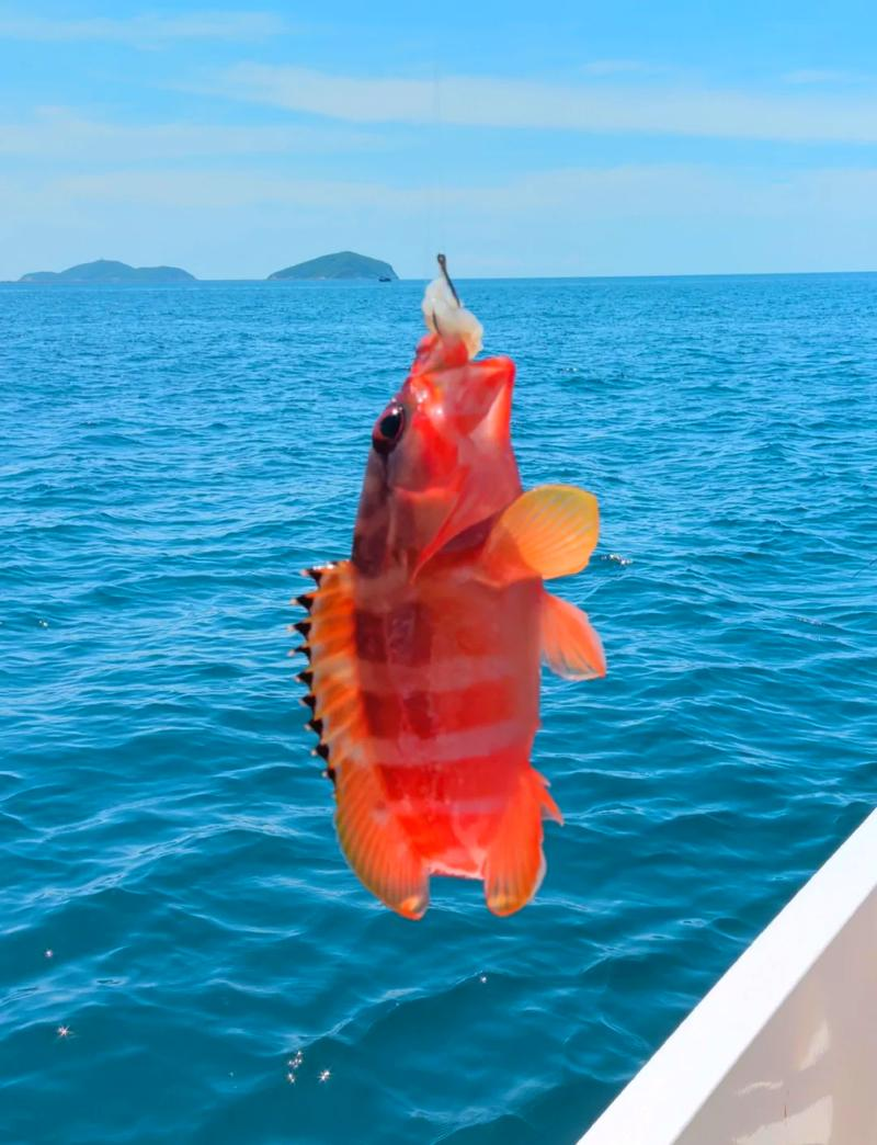 近海海钓的季节(近海海钓鱼种)