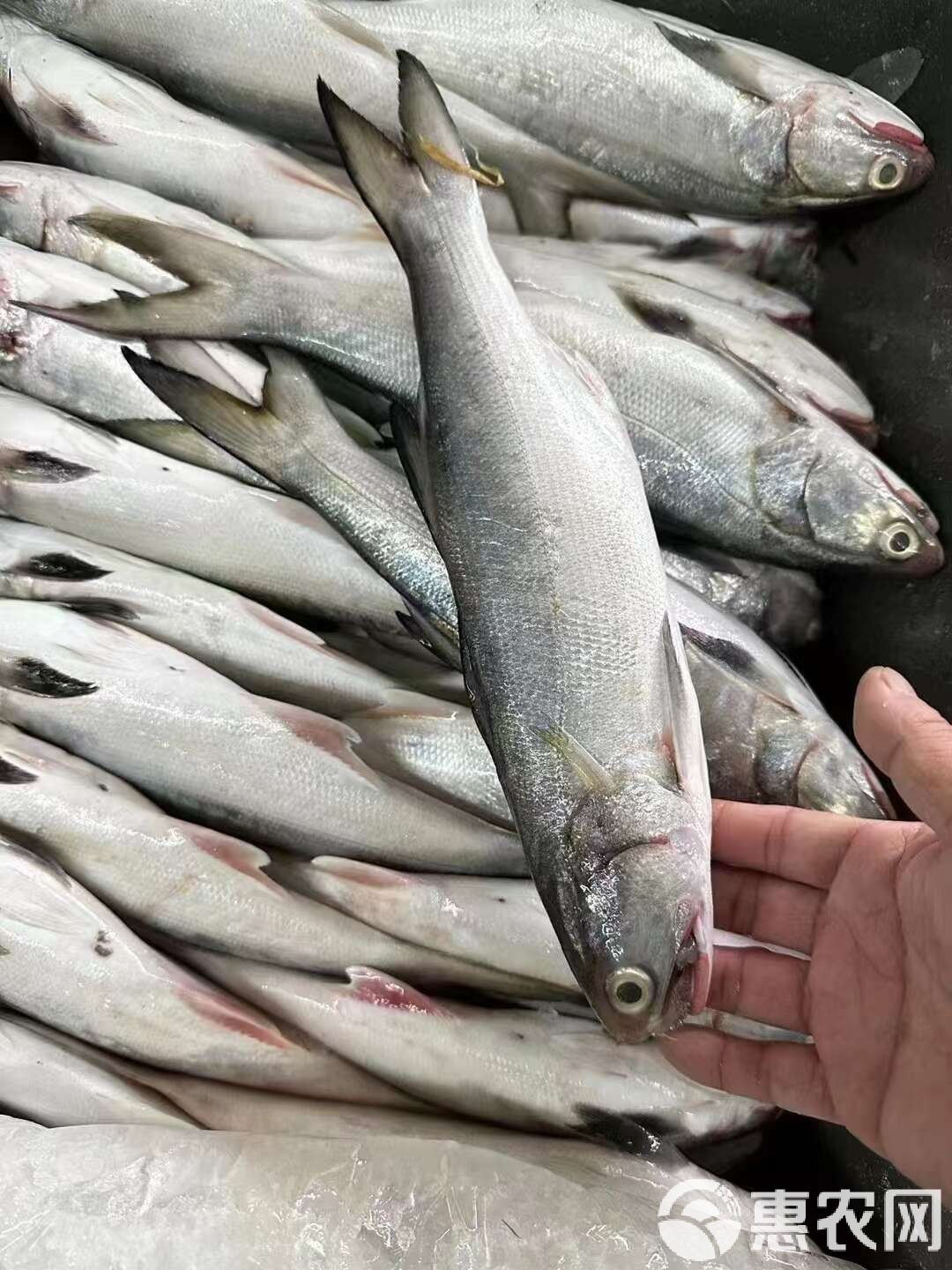 海钓怎么保鲜鱼(钓的海鱼怎么保鲜)