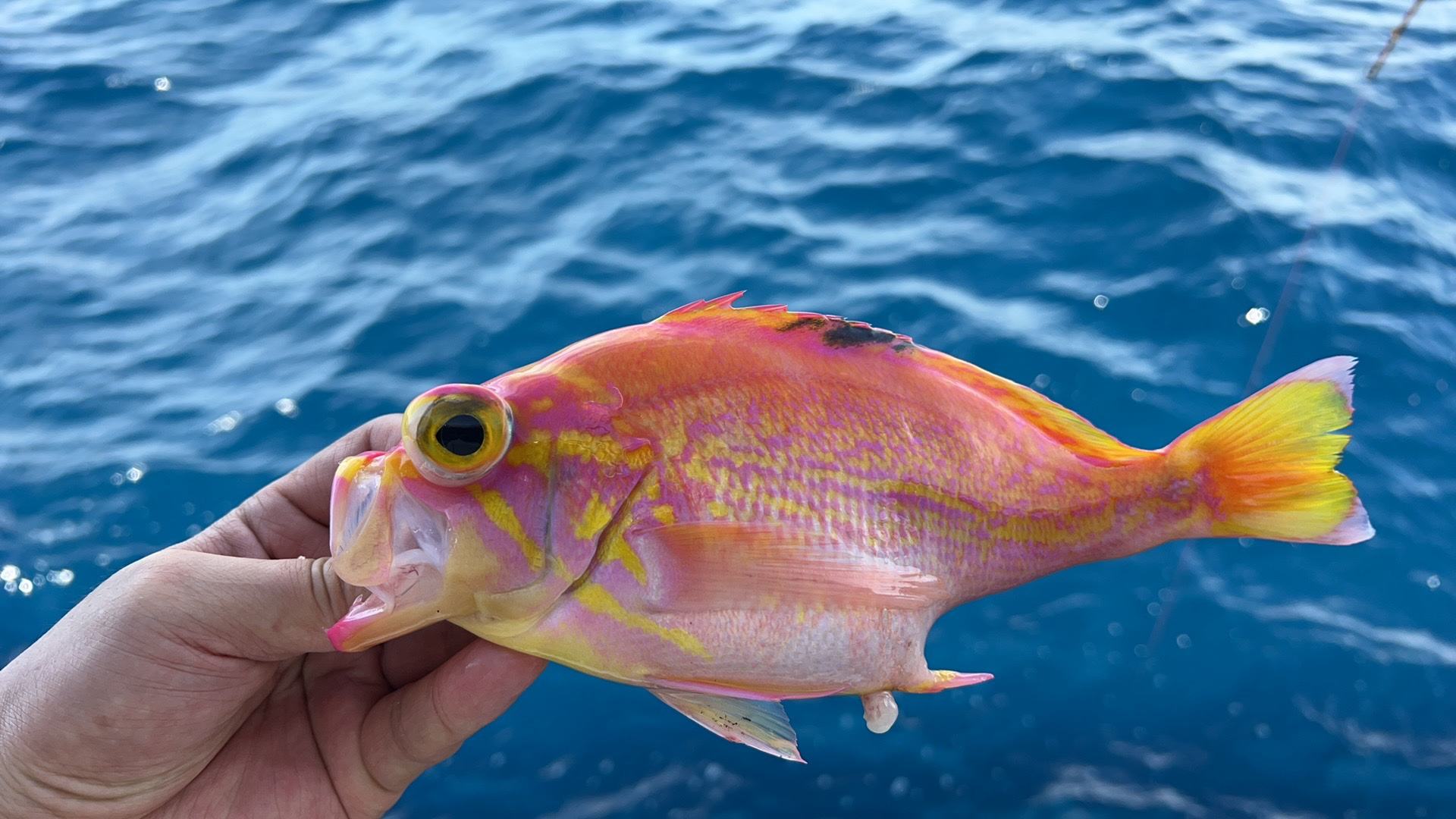 海钓铁板的品种(海钓铁板多少克合适)