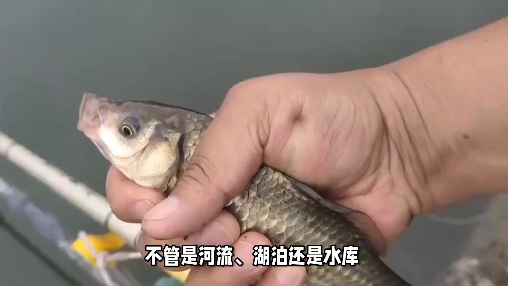 钓土鲮鱼技巧(钓土鲮鱼视频大全高清)