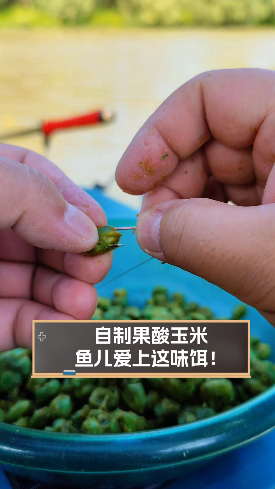 怎样用玉米粉做饵料(玉米粉怎么做钓饵)