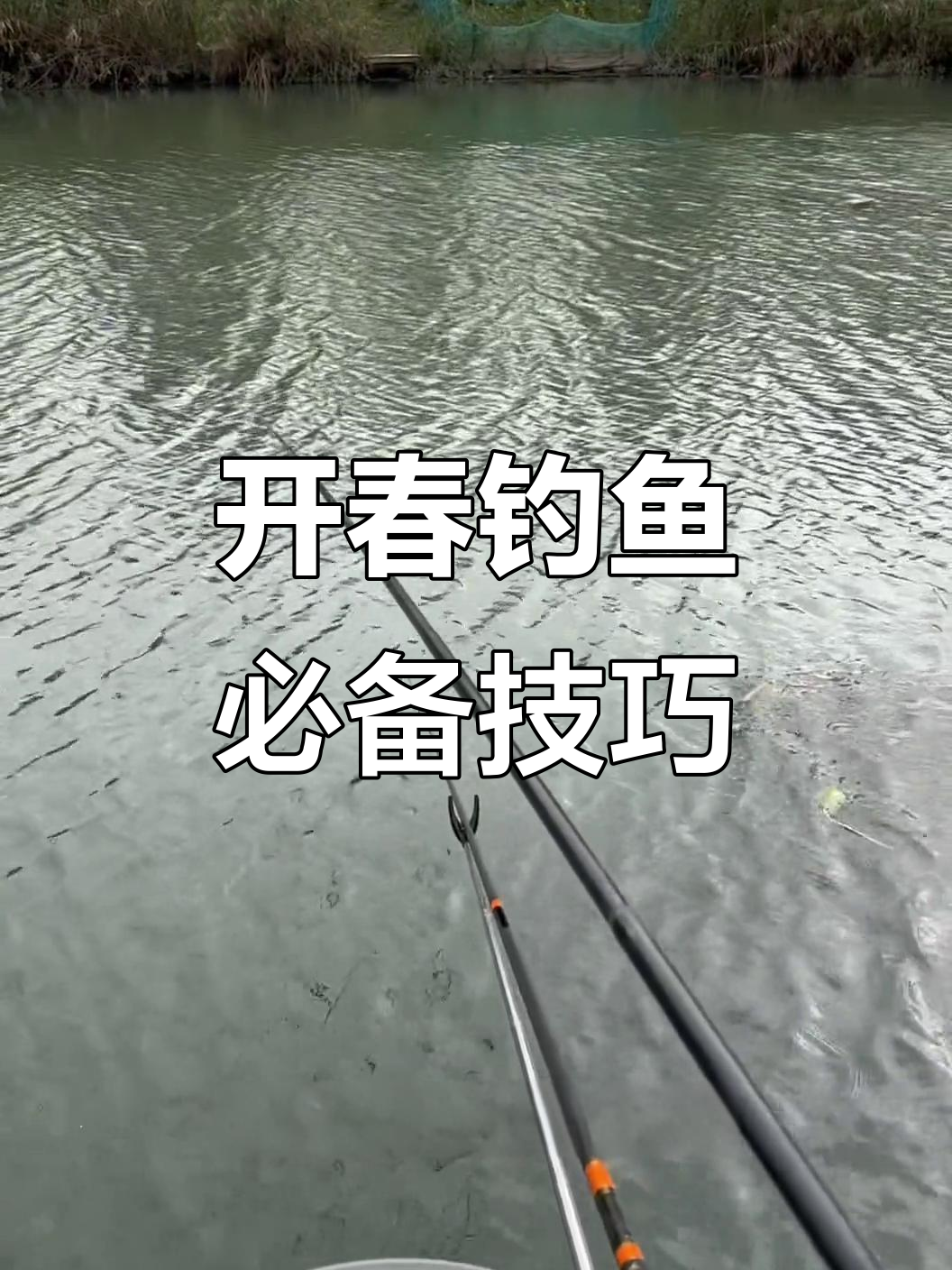臭麦子春季钓鲫鱼技巧(臭麦子钓鳊鱼)