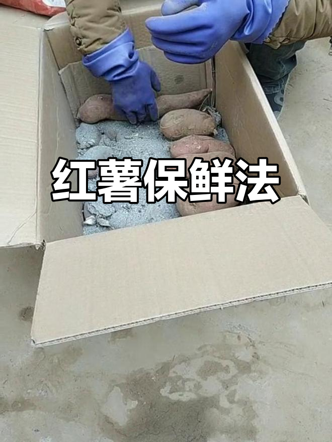 红薯饵料如何保存(红薯饵料制作)