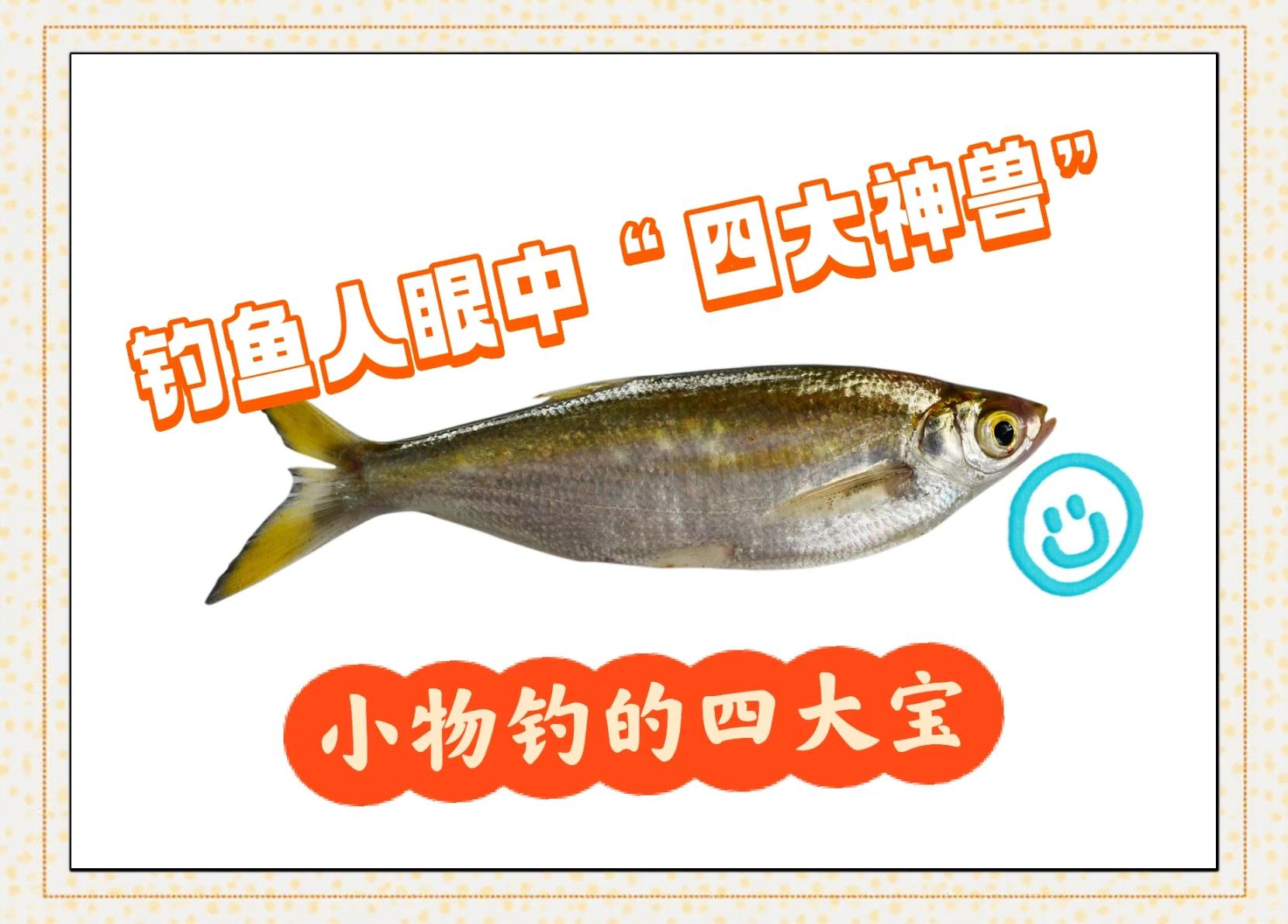 浮钓白餐条技巧(浮钓餐条怎么调漂铅)
