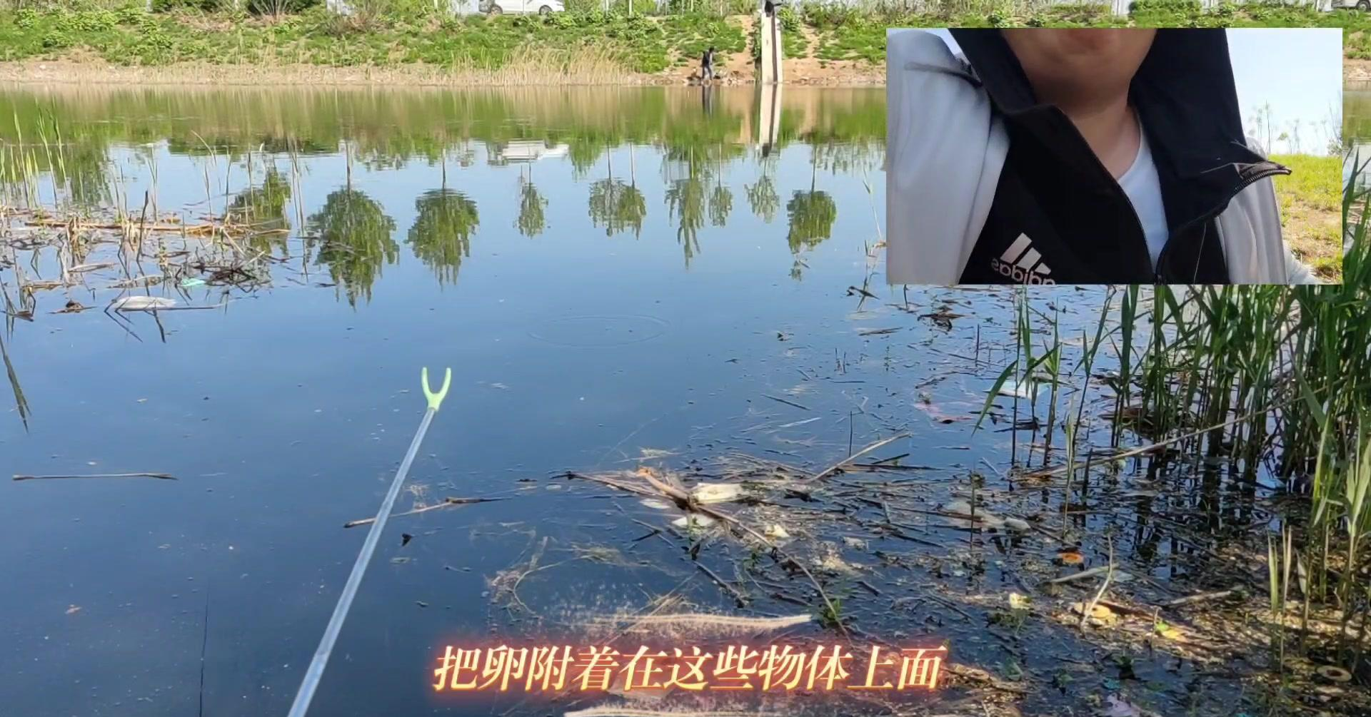 钓鱼盲钓技巧视频教程(钓鱼教学视频全集)