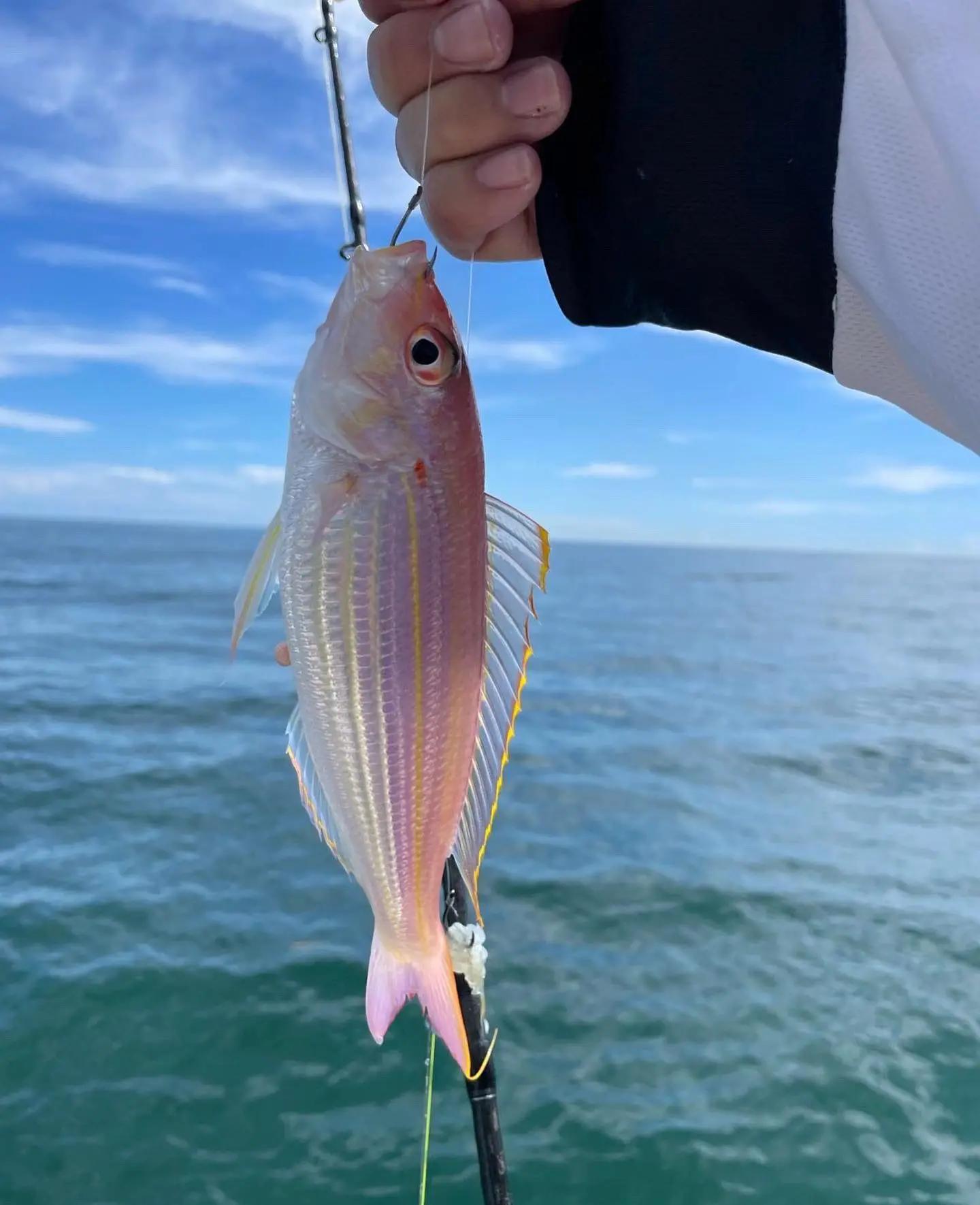 下午适合海钓(海钓是上午好还是下午好?)