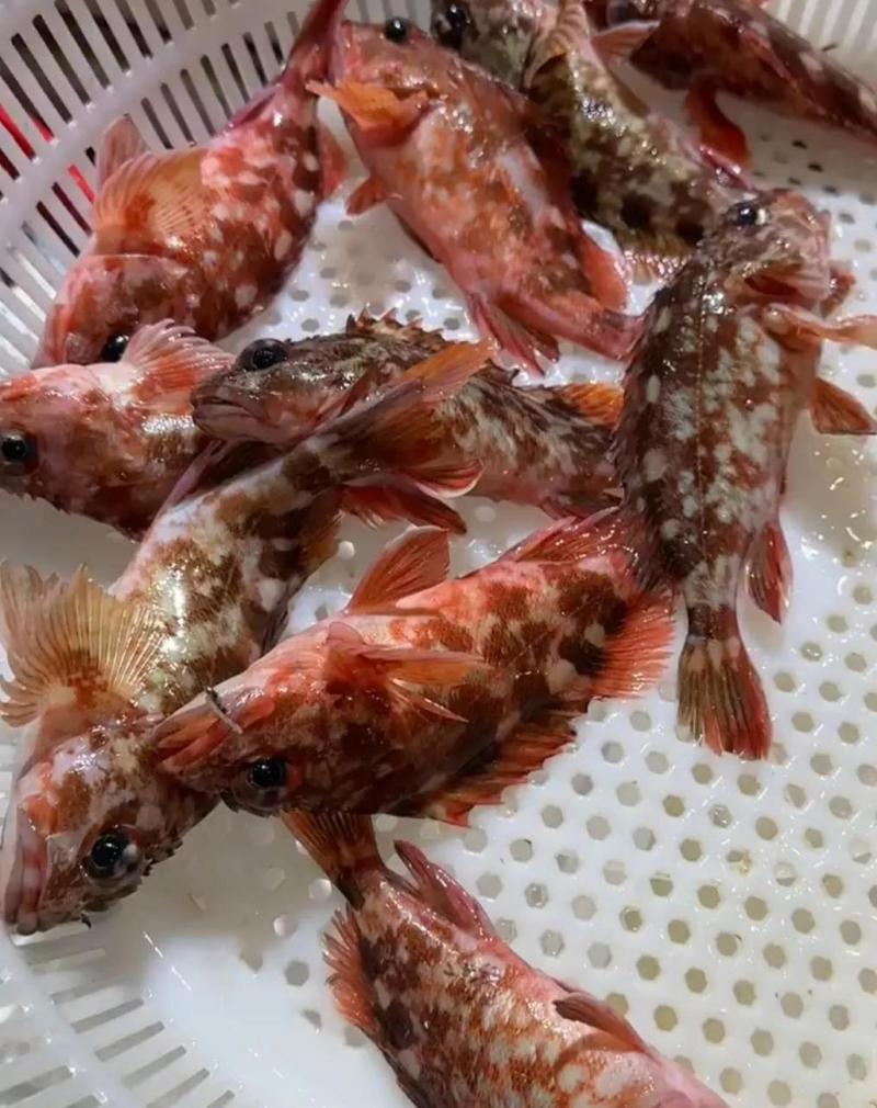 舟山海钓虎头鱼(舟山 虎头鱼)