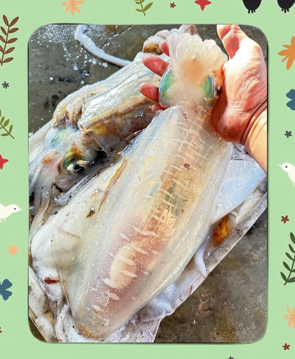 海钓鱿鱼有什么窍门(海钓鱿鱼有什么窍门吗)