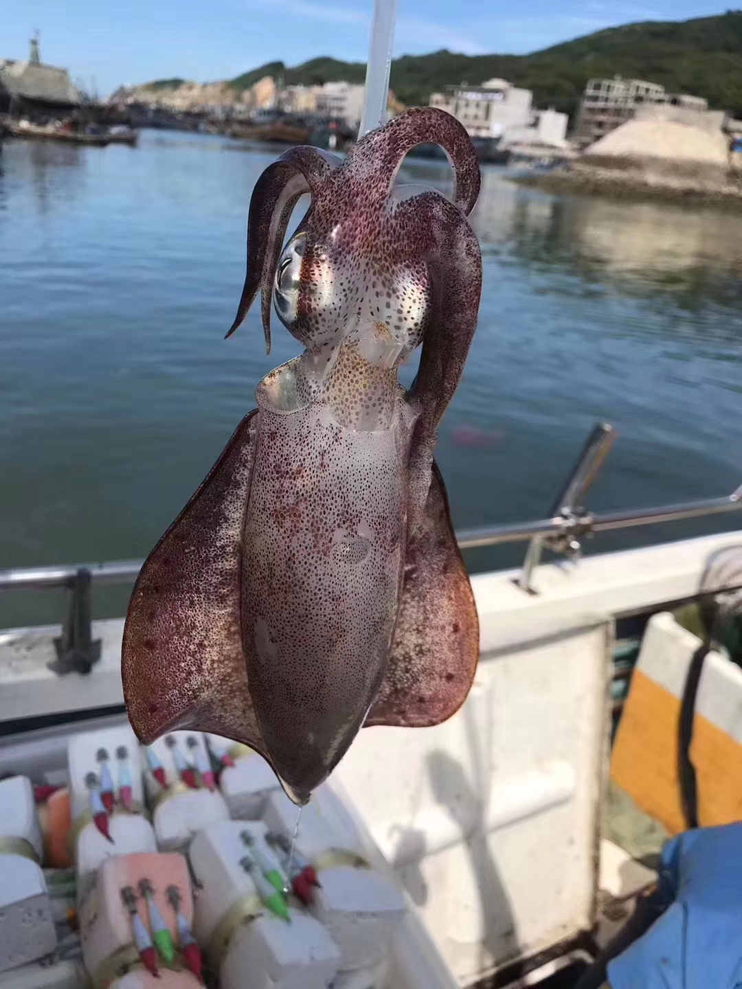海钓鱿鱼有什么窍门(海钓鱿鱼有什么窍门吗)