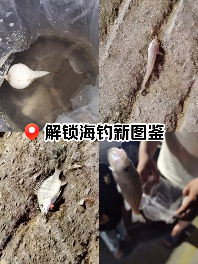 海钓的分类(海钓常见的鱼种)