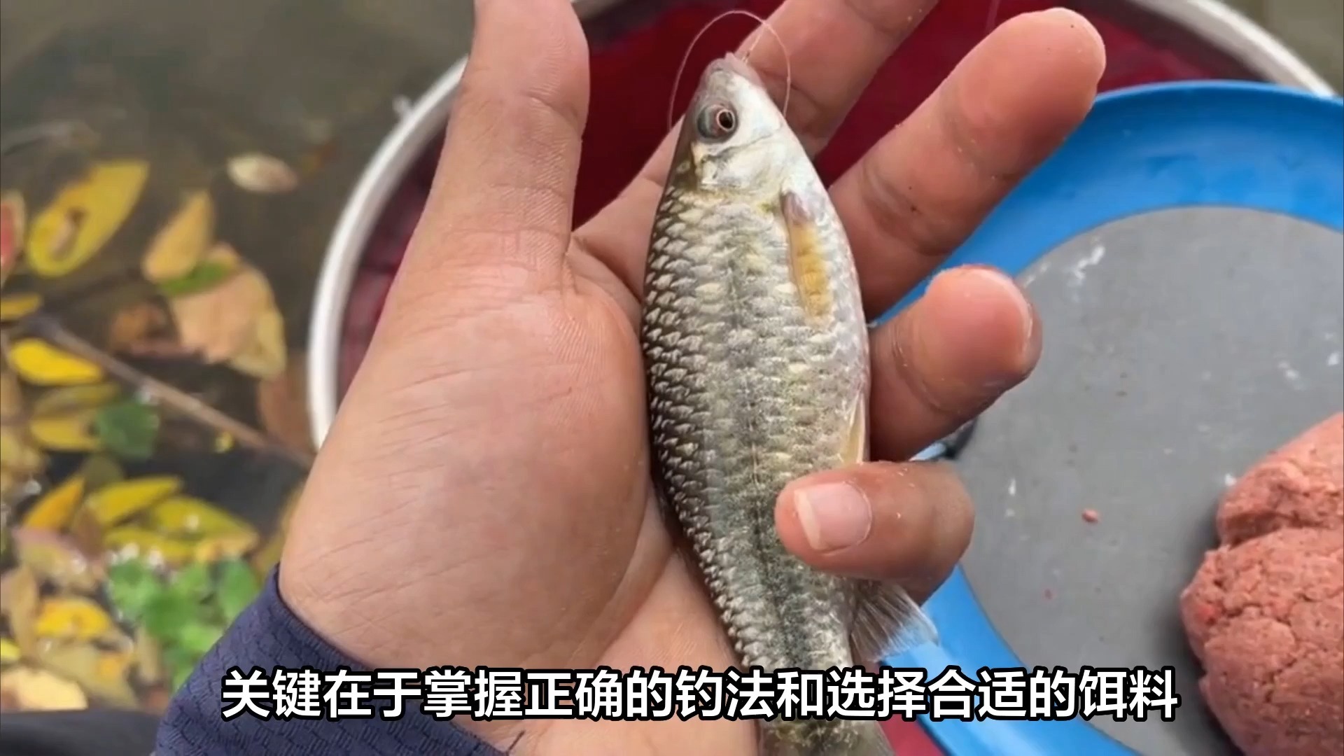 近海钓什么鱼(近海钓鱼有什么鱼类)