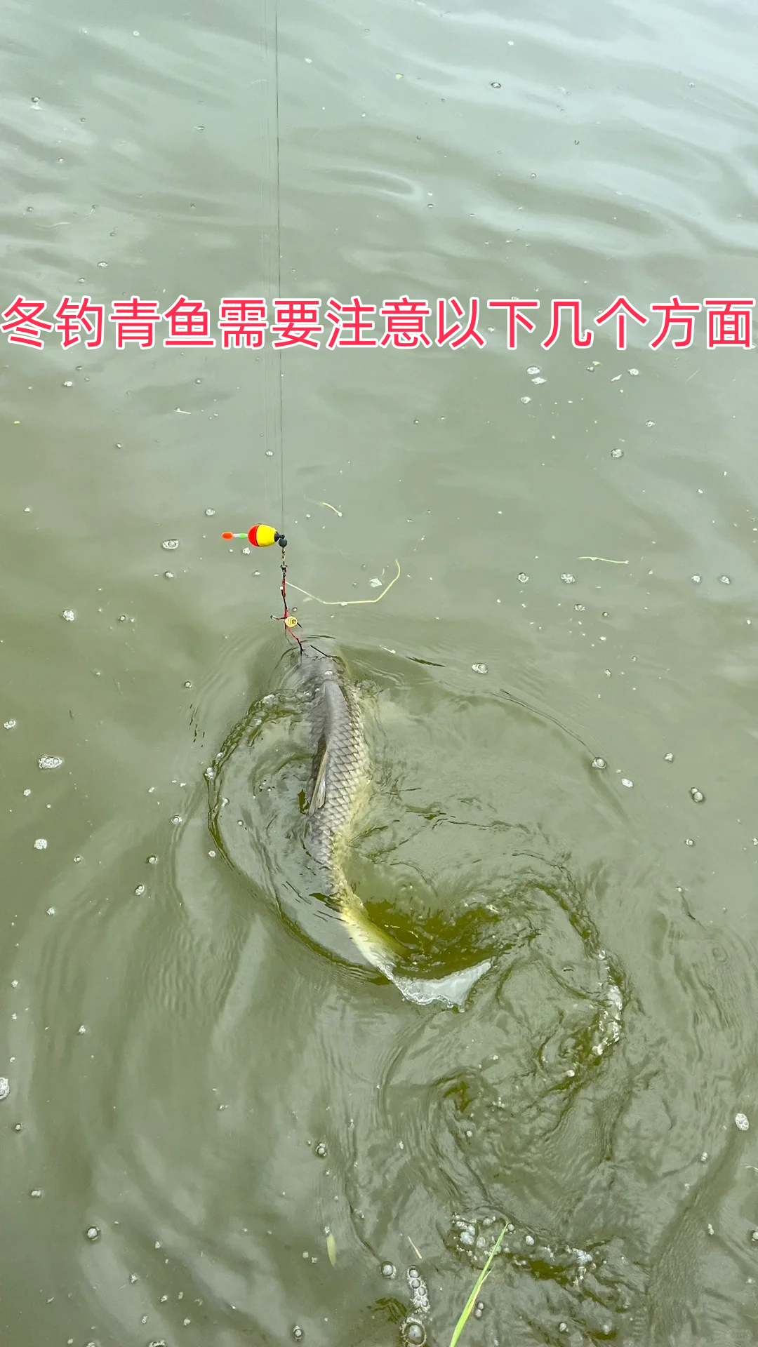 夜钓大青技巧(夜钓青鱼钓深水还是浅水)