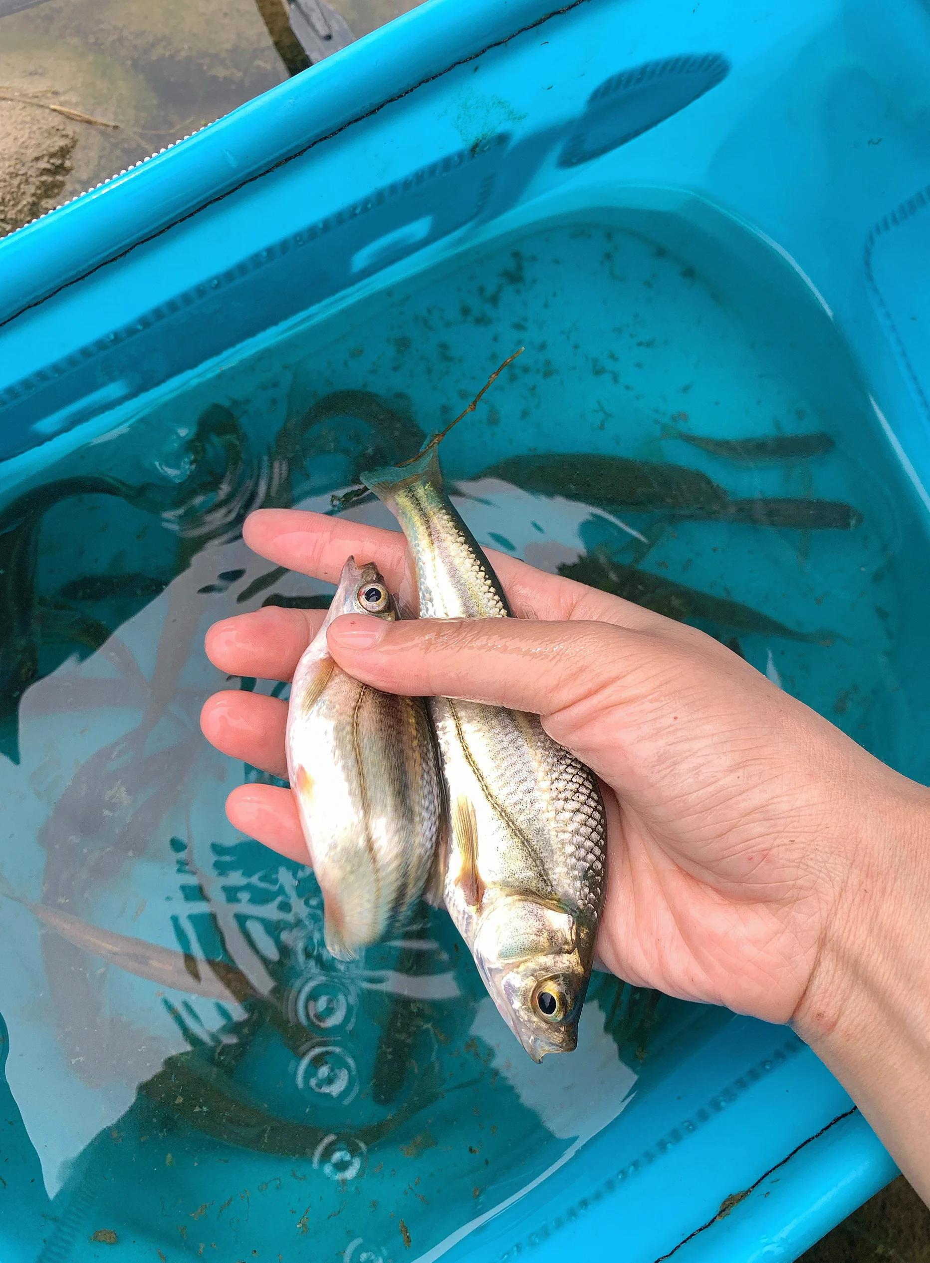 冬天水库钓白条技巧(冬天钓白条的技巧和方法)