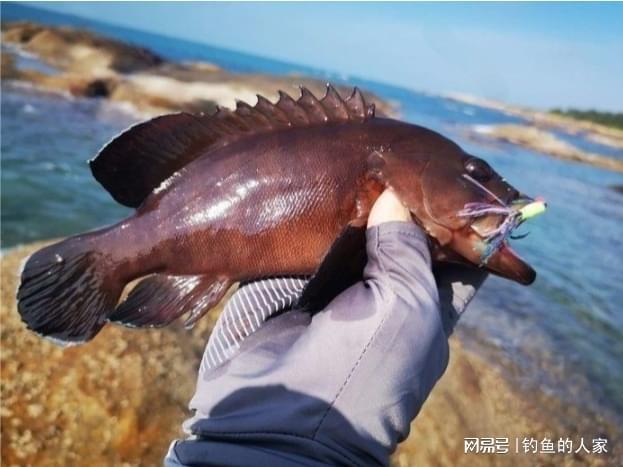 海钓鱼种类(海钓 鱼类)