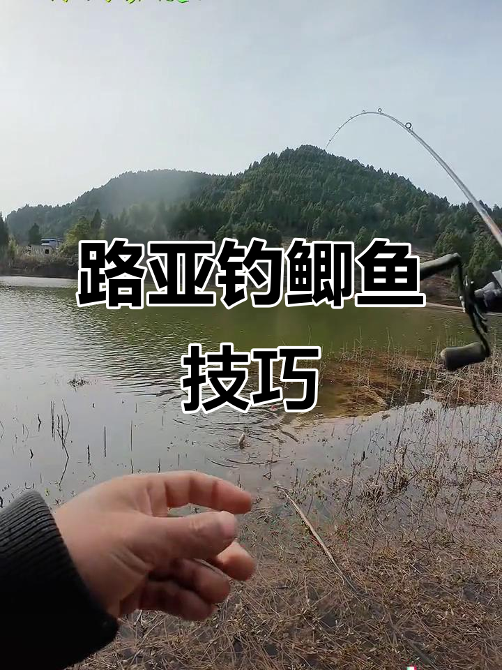路亚鲫鱼鲫鱼(路亚竿钓鲫鱼鱼钓法)