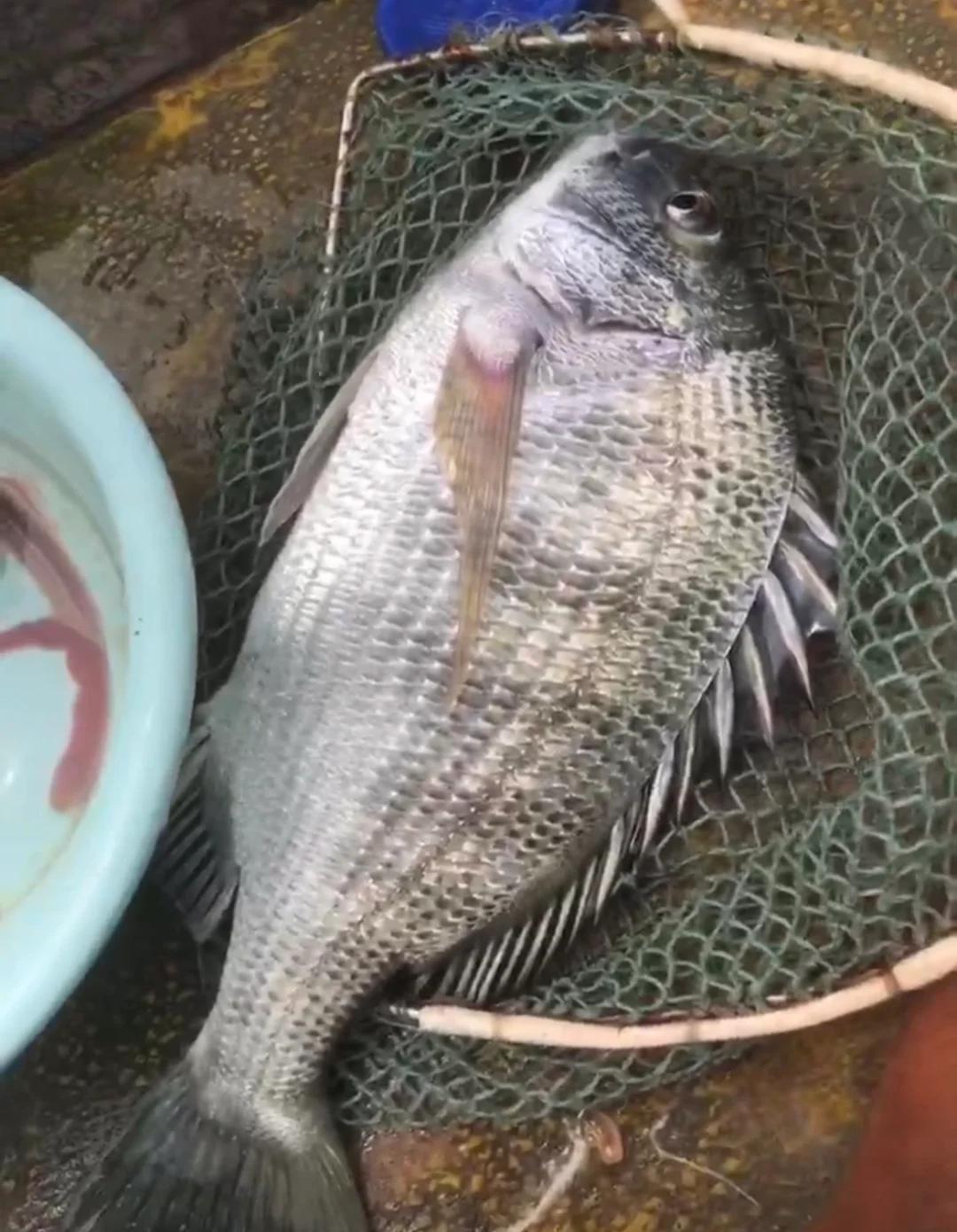 湛江租船出海钓鱼(湛江租船出海钓鱼怎么收费)