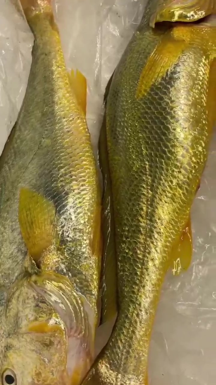 海钓黄刺鱼(海钓黑鲷十句口诀)