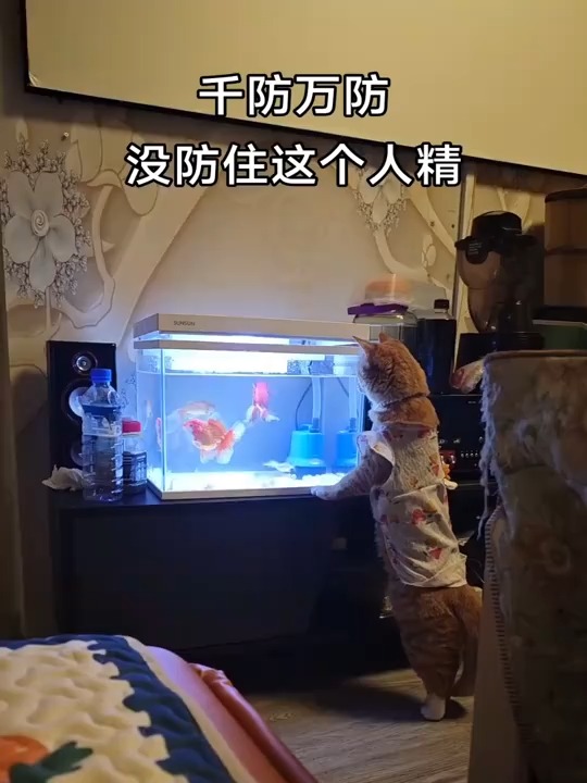 鱼缸捞鱼技巧不惊鱼(鱼缸捞鱼技巧不惊鱼会死吗)