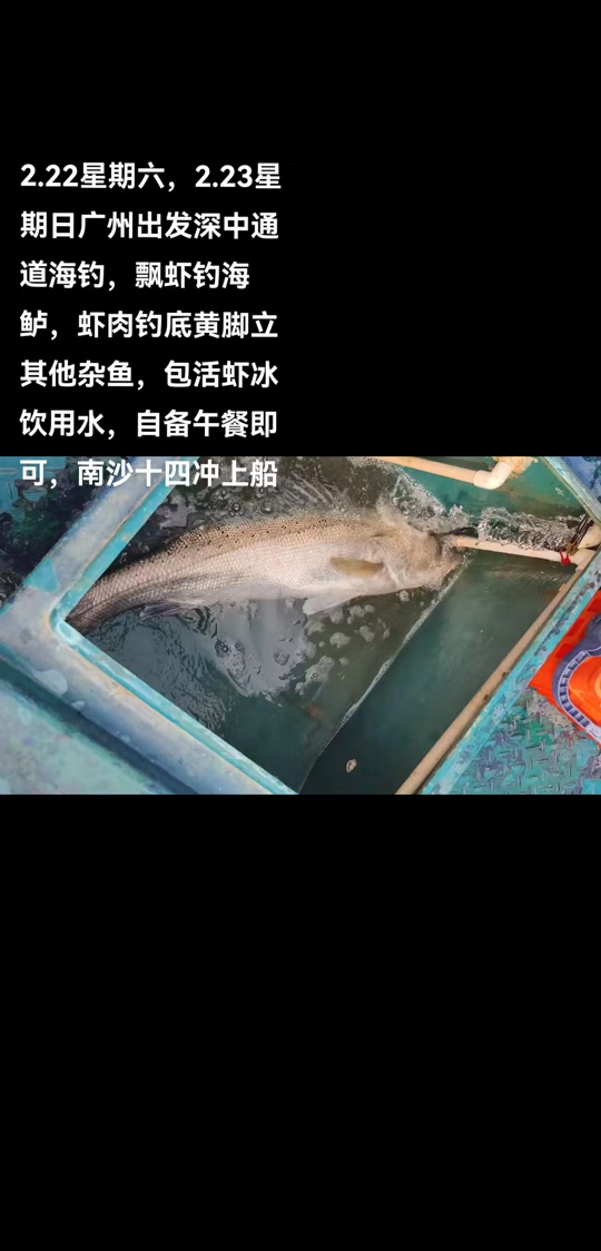 虾钓海鲈常识和技巧(虾钓海鲈常识和技巧大全)