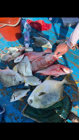 海钓金鲳鱼技巧(海钓金枪鱼最佳饵料)