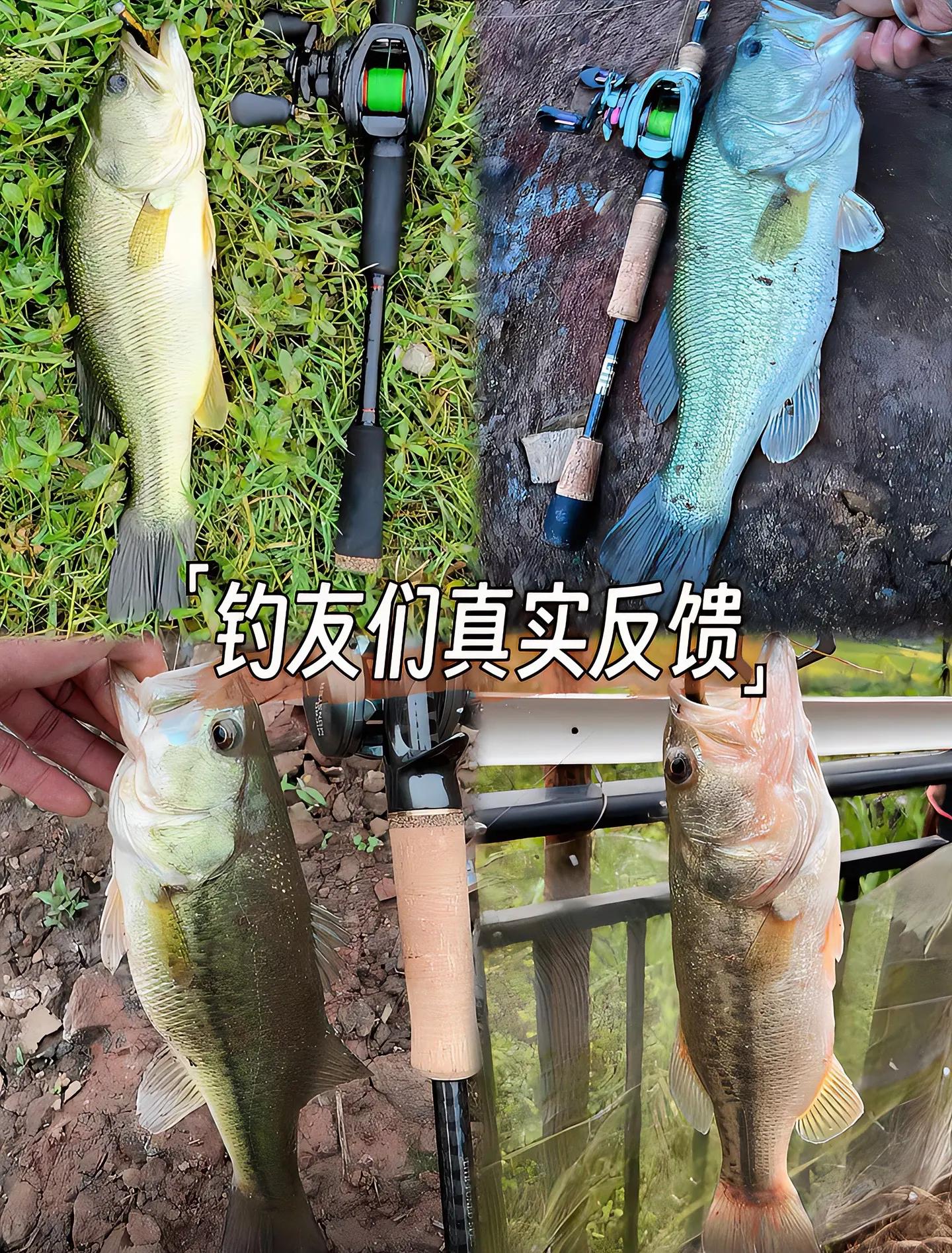 泥鳅活性饵料(泥鳅活性饵料配方)