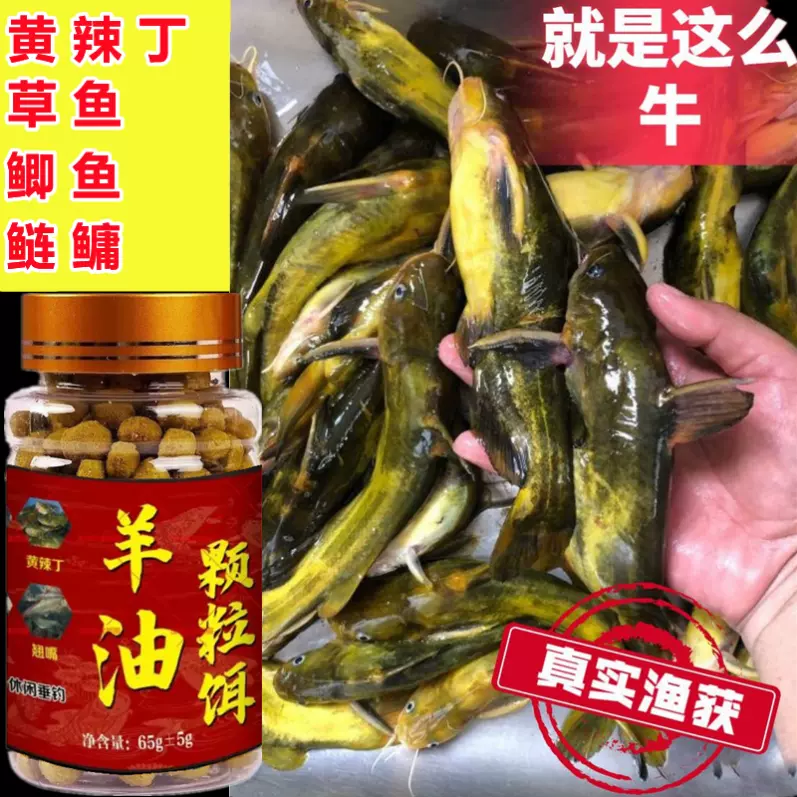 钓黄古鱼用什么饵料(钓黄古鱼用什么饵料最好)