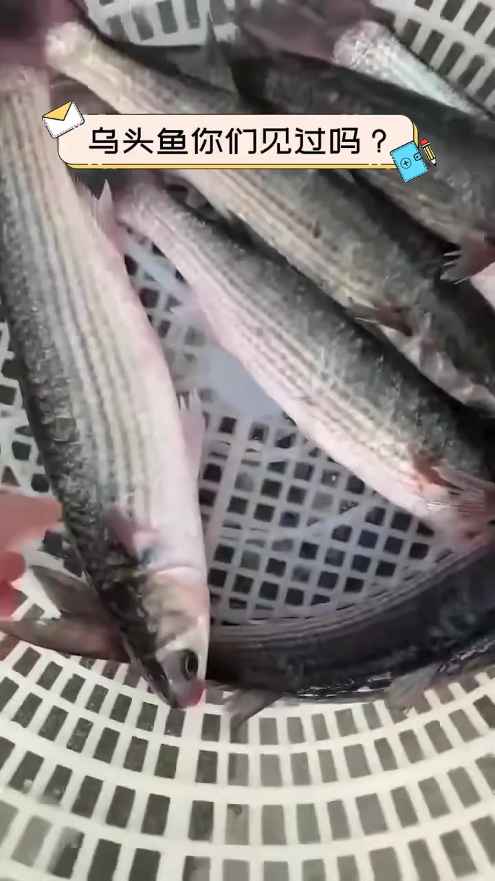 海钓乌头鱼视频(海钓乌头鱼用什么鱼饵)