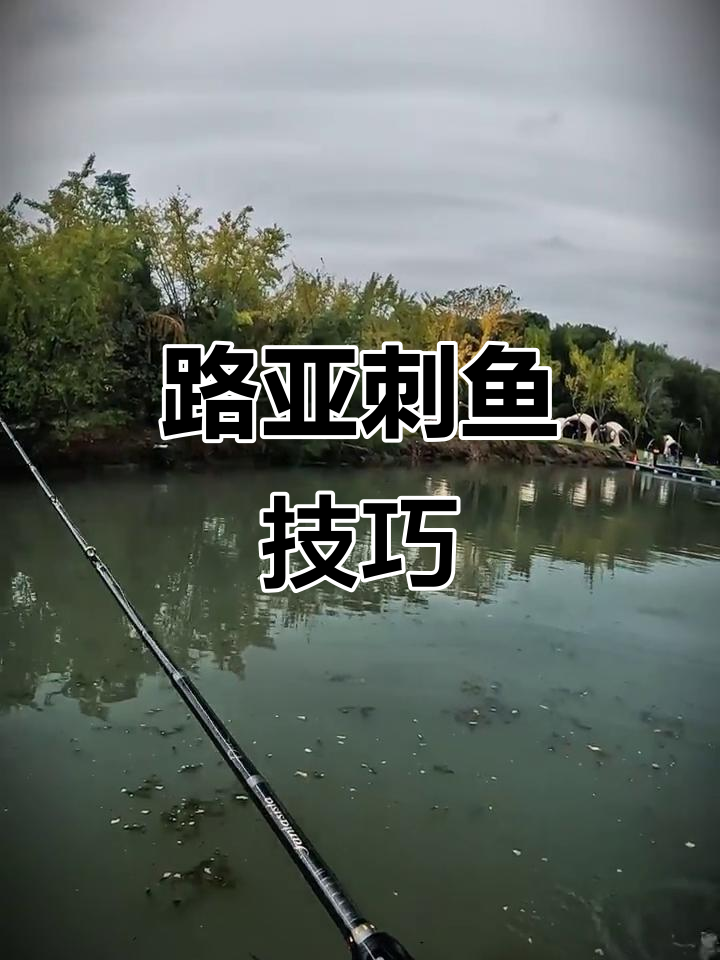 路亚翘嘴怎么刺鱼(路亚钓翘嘴怎么收线)