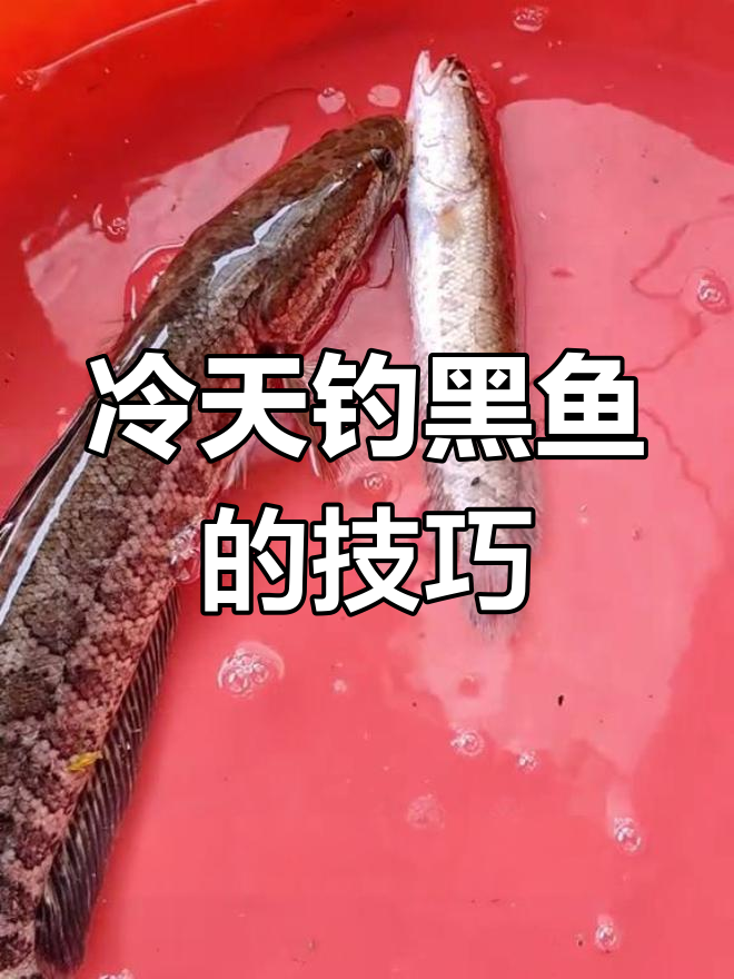 民间钓乌鱼技巧(乌鱼怎么钓用什么饵)