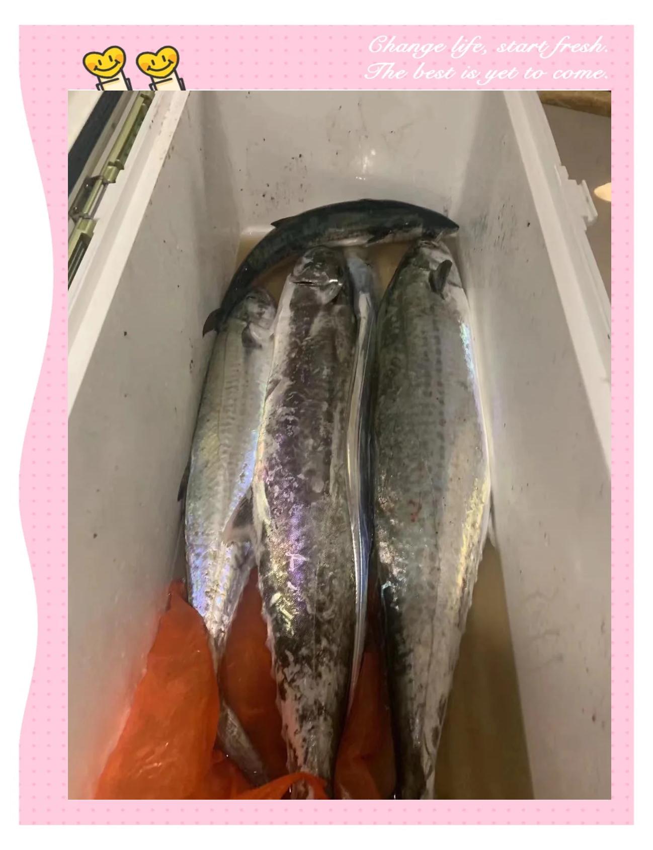 海钓怎样钓巴鱼(海上钓鲅鱼怎么钓)