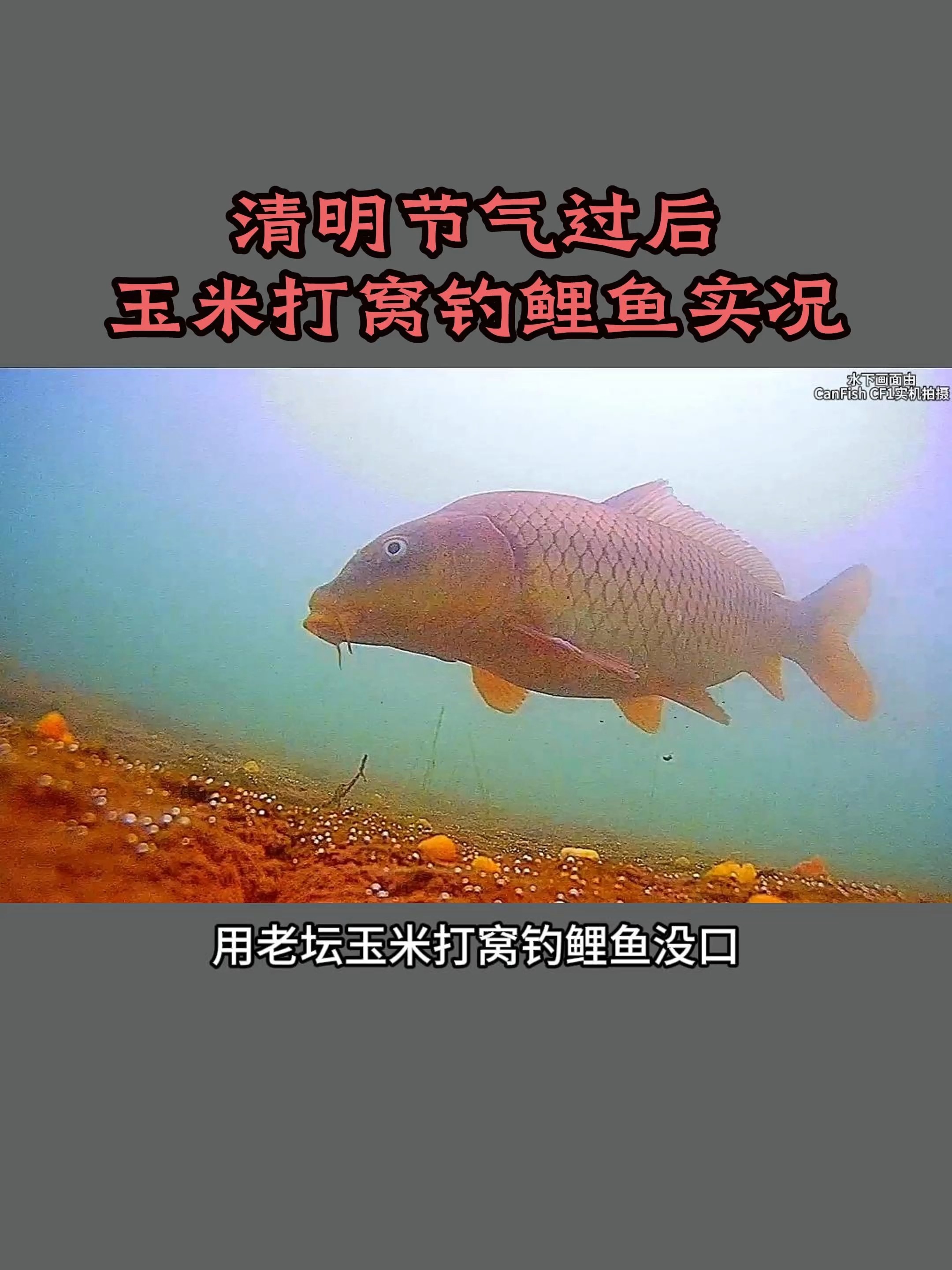 清明时节钓鱼技巧(清明时节鱼好钓吗)