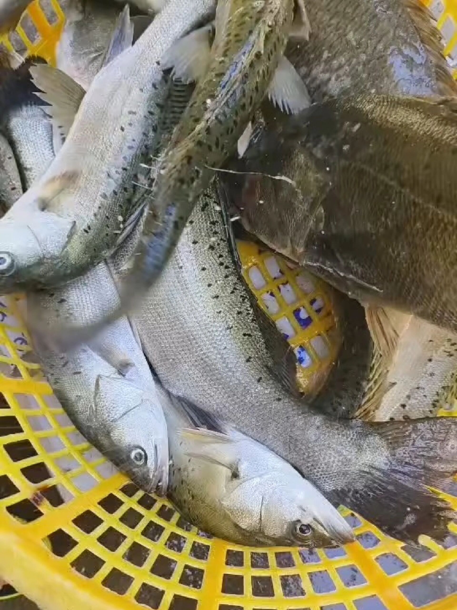 海钓鲈鱼最佳钓法(海钓鲈鱼教学视频教程)