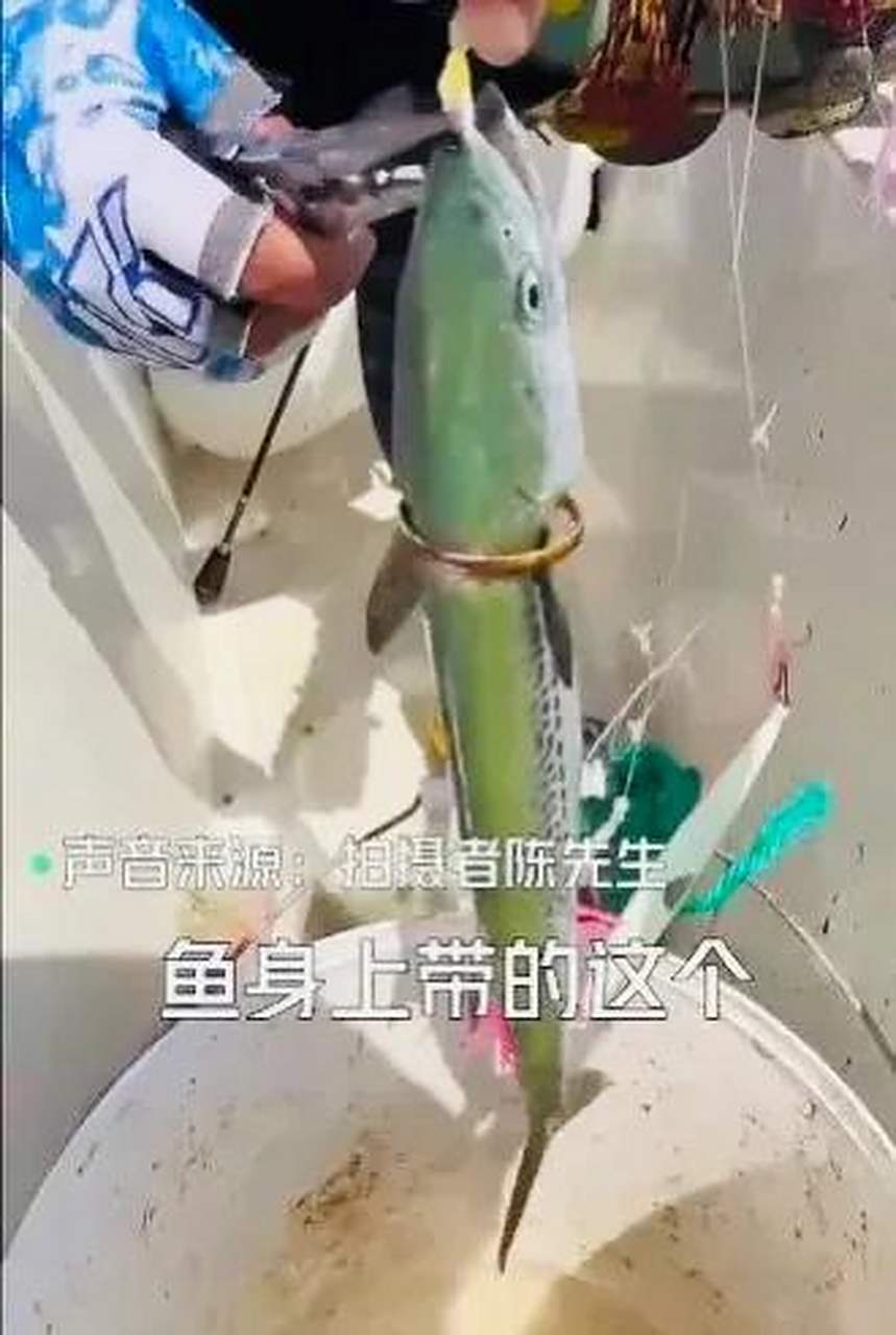 海钓鲅鱼什么时间(钓鲅鱼的最佳时间)