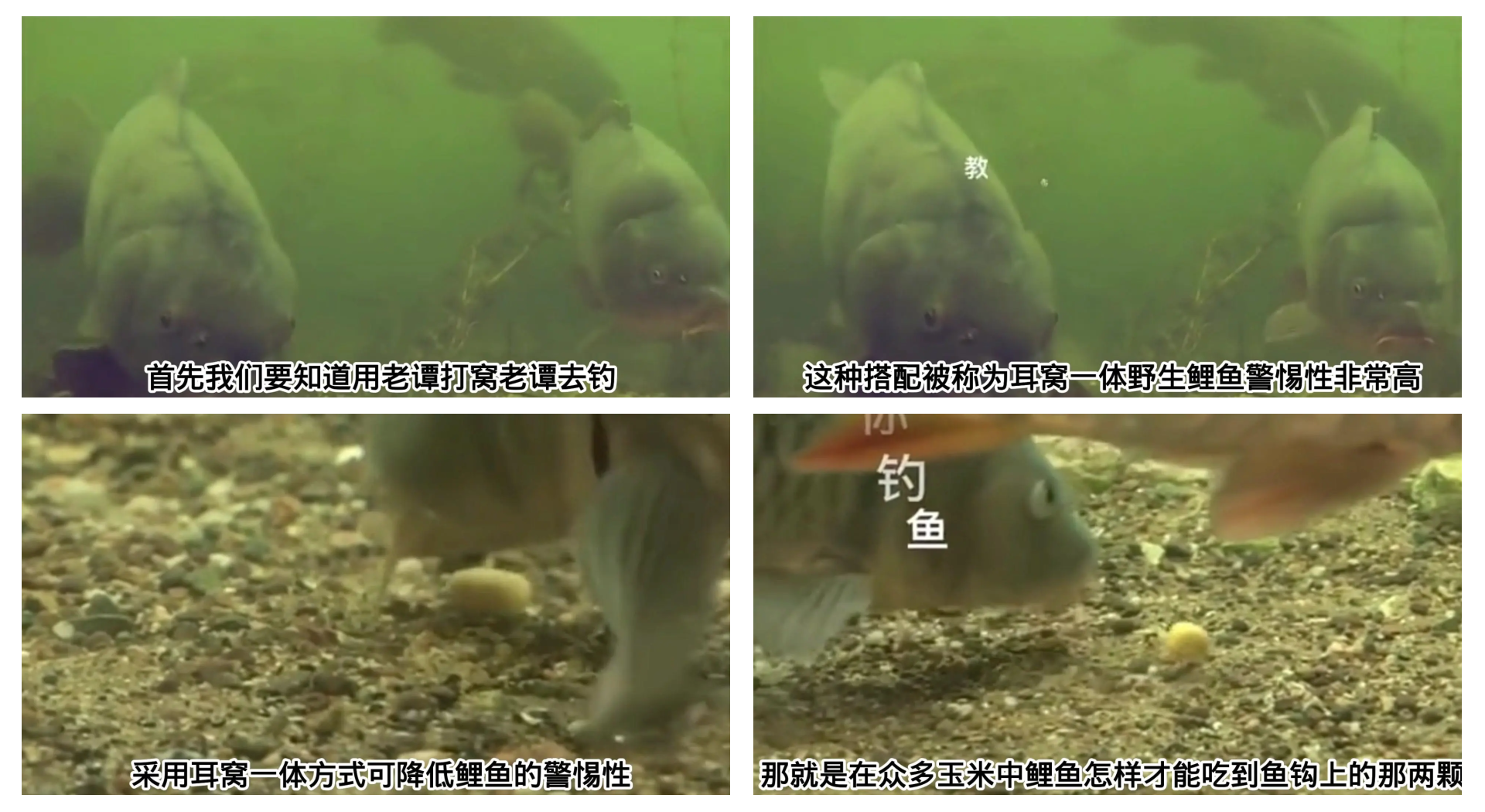 挂玉米钓鲤鱼的技巧(挂玉米钓鲤鱼要等多长时间)