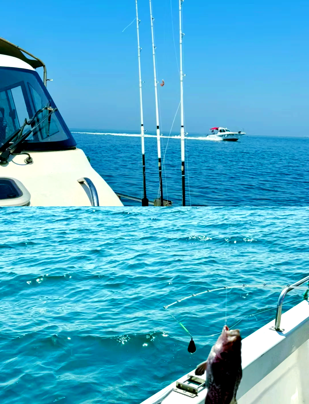 今天渤海湾海钓(渤海湾钓鱼季节)