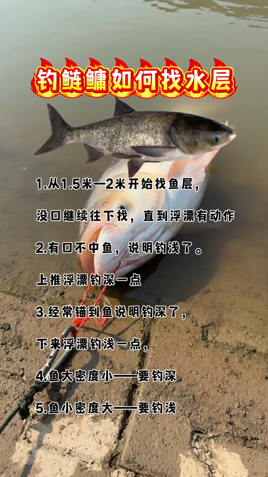 钓鲢鱼什么技巧(怎样钓鲢)