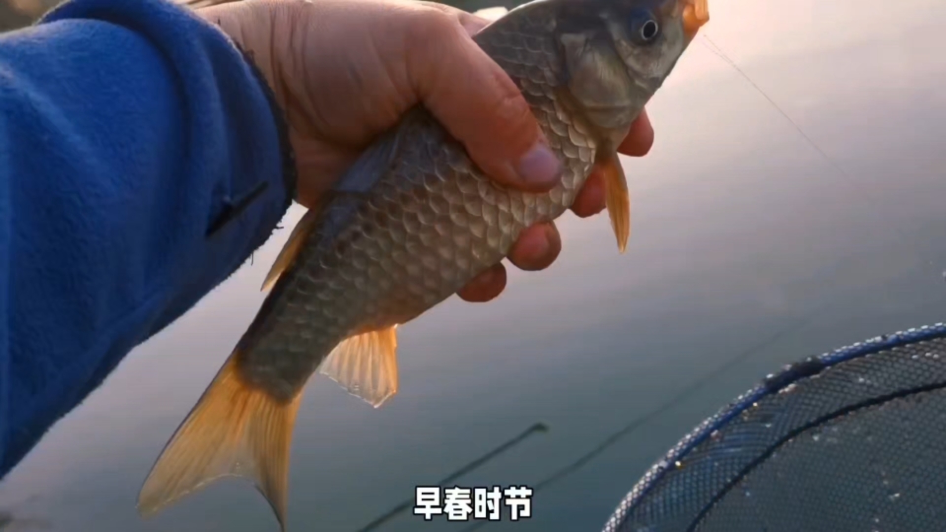 初春钓鲤鱼技巧(初春钓鲤鱼技巧图解)