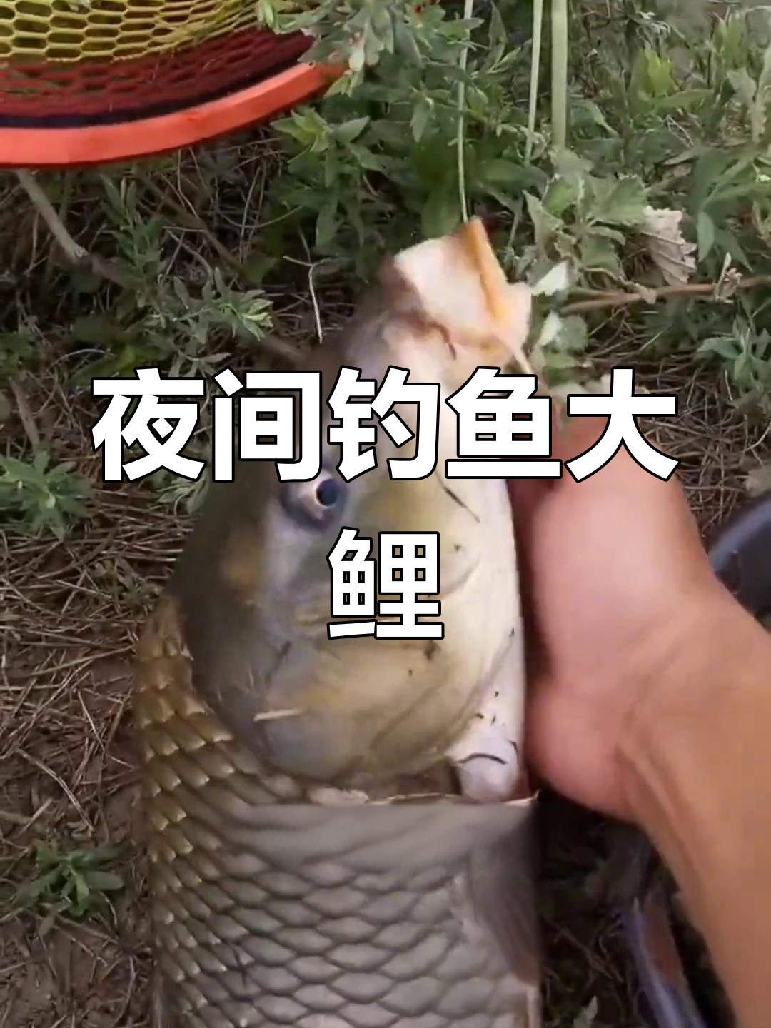 春季夜钓野钓技巧视频(春季夜钓技巧全攻略)