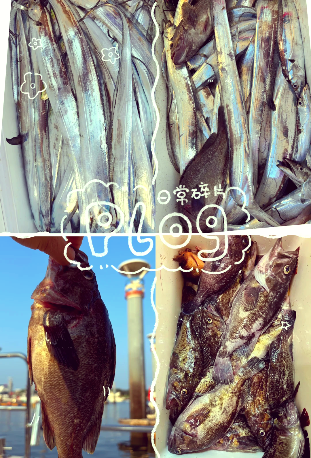 日照最好的海钓地点(日照哪里可以钓海鱼)