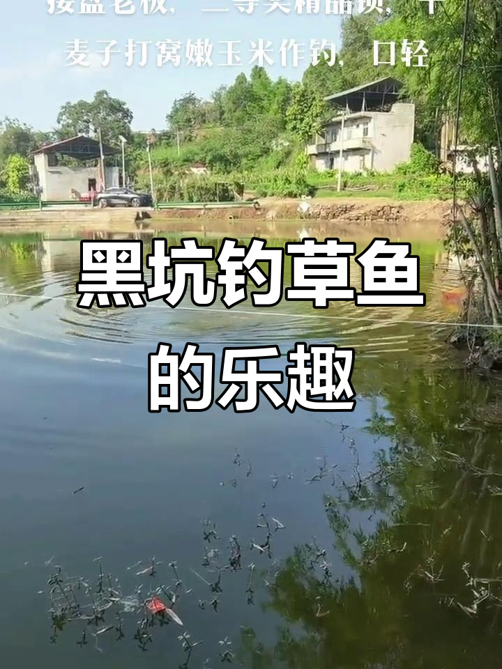 黑坑钓草鱼技巧视频(黑坑钓草鱼技巧视频教程)
