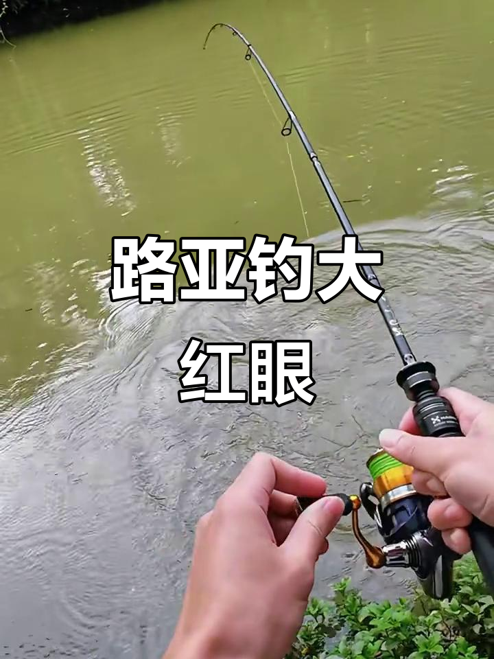 路亚竿找鱼(路亚竿怎么找鱼)