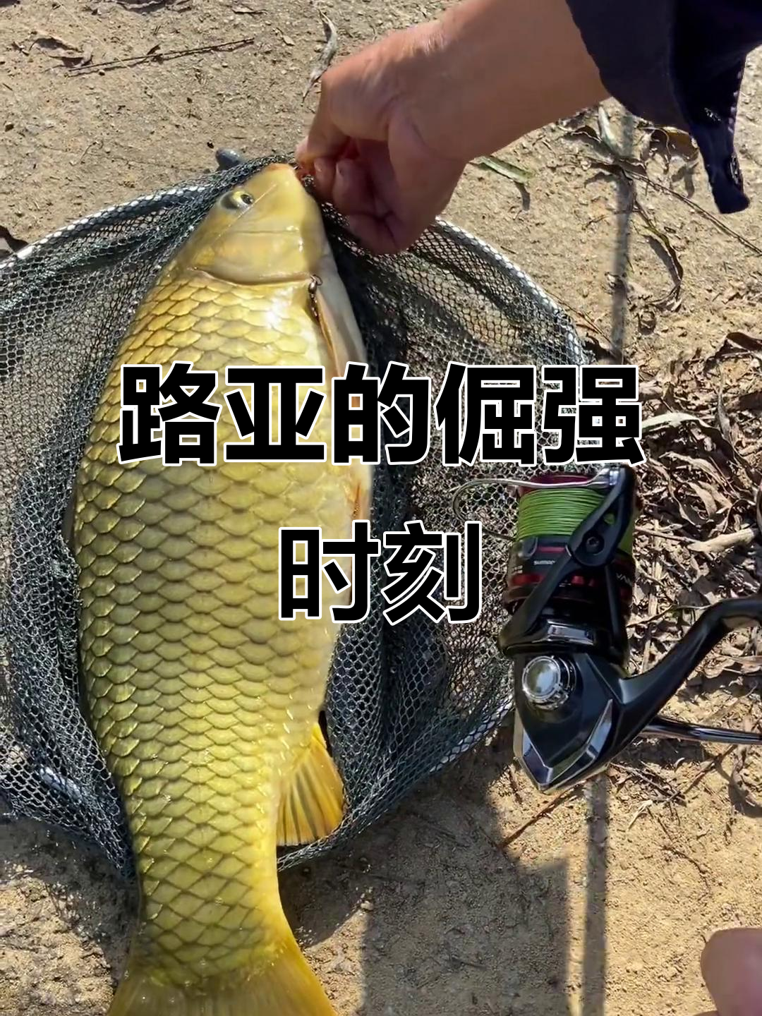 路亚海钓鱼标准(路亚钓海鱼视频)