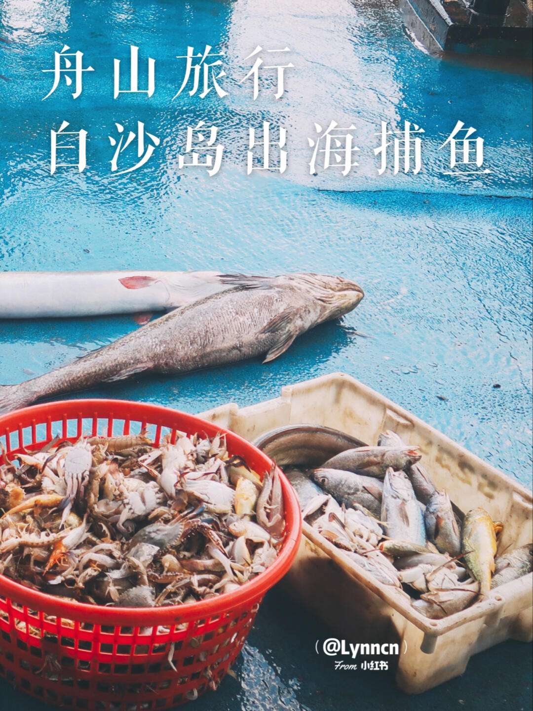 舟山海钓做证书(海钓钓鱼证怎么办理)