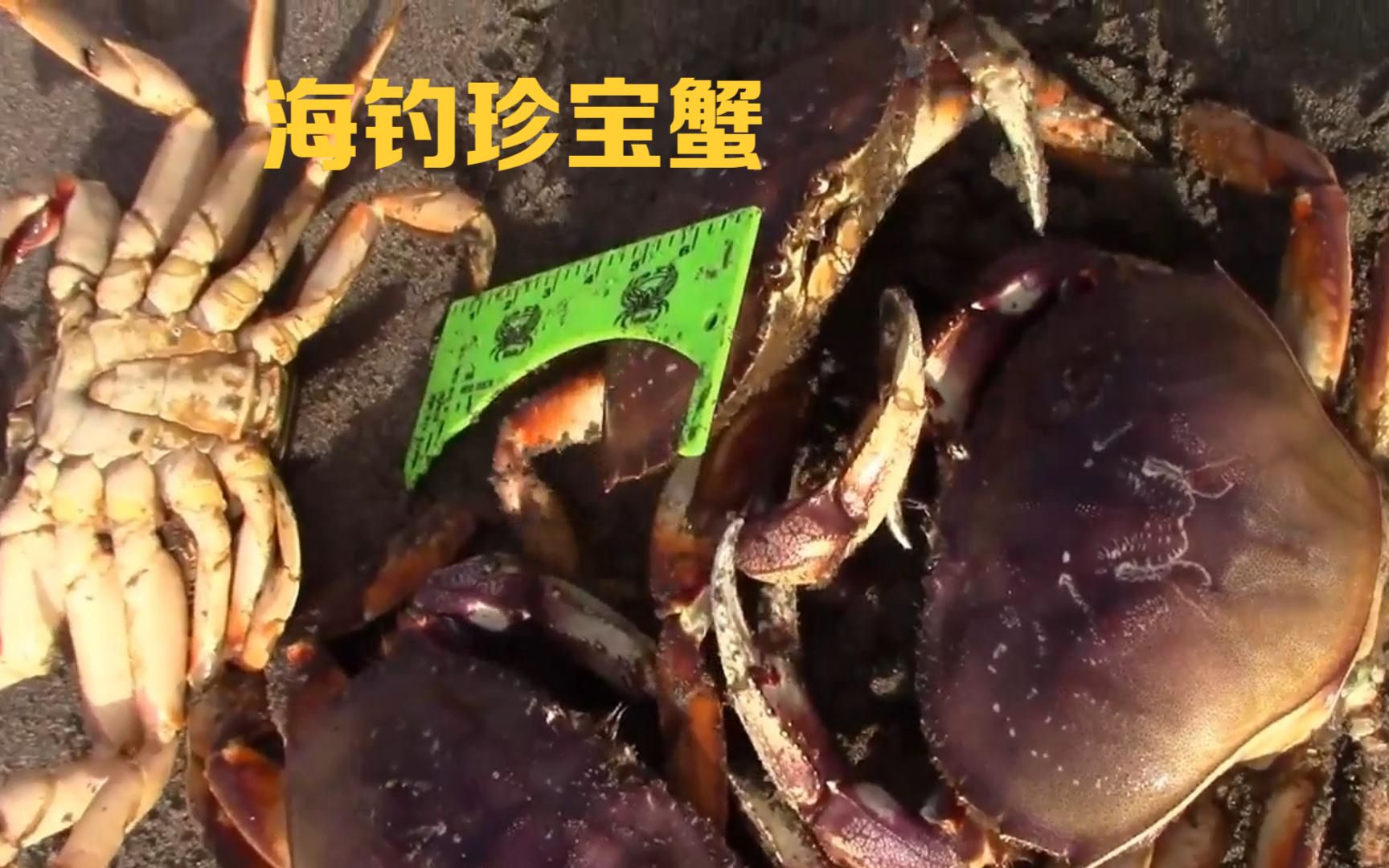 海钓如何钓螃蟹(海钓螃蟹的方法视频教程)
