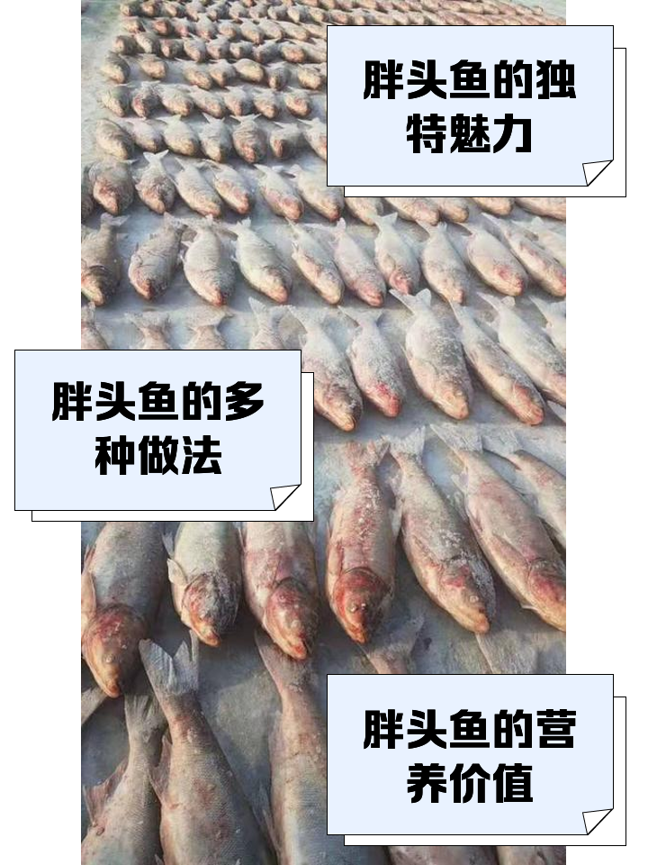 野钓胖头鱼技巧(钓胖头鱼视频)