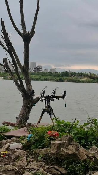 上海钓大青的地方(上海哪个地方能野钓到大鱼)