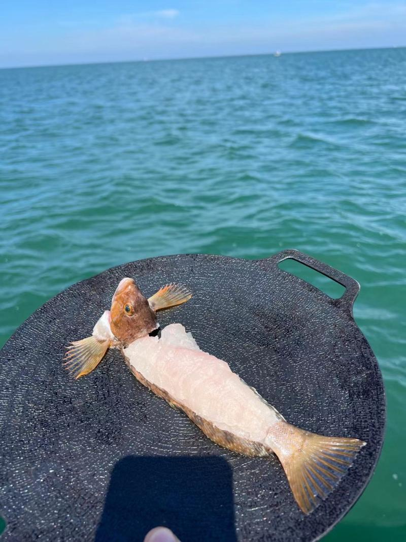 威海海钓提供渔具(威海海钓鱼种)