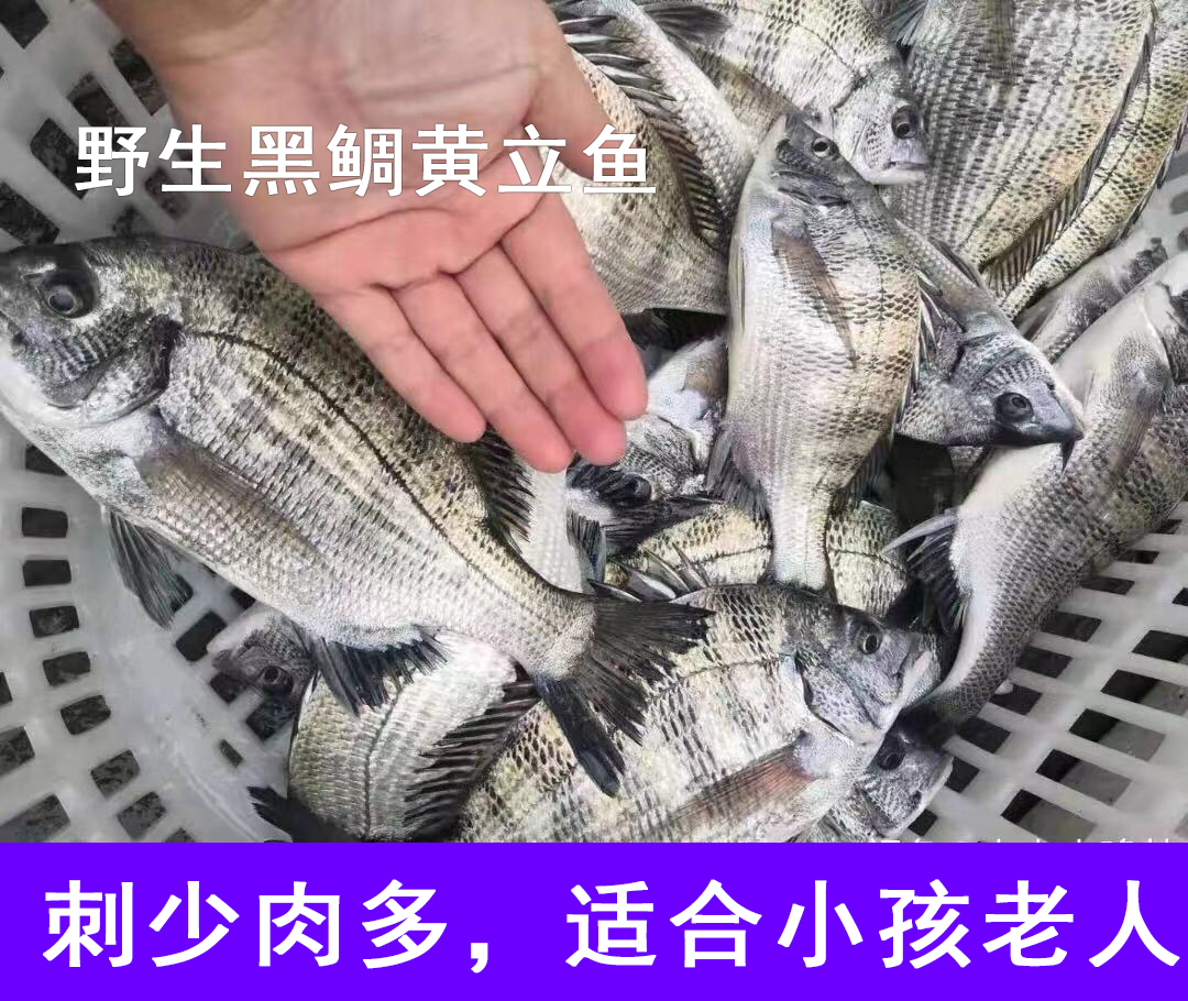 怎么海钓黄翅鱼(怎么海钓黄翅鱼好钓)