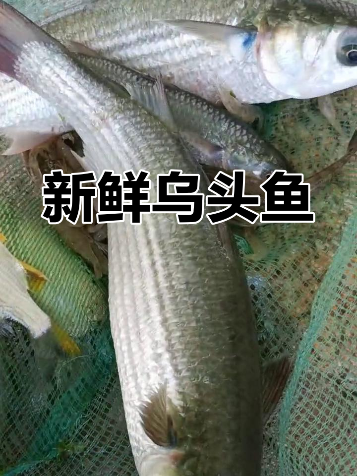 路亚乌头鱼(为什么乌头鱼没人吃了)