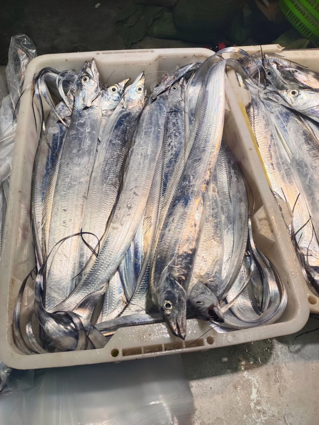 海钓油带鱼(海钓带鱼最佳方法)